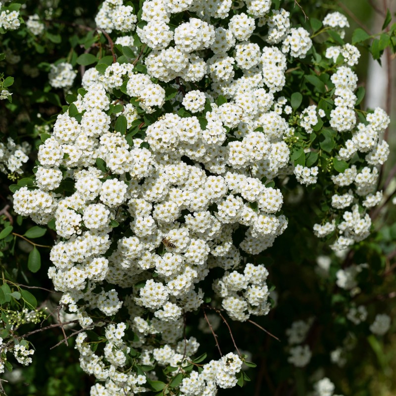Cununita vanhouttei