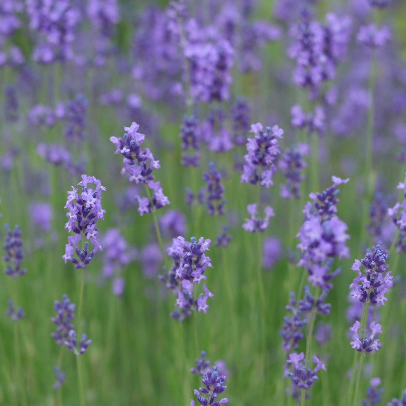 Lavanda Hidcote