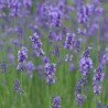 Lavanda Hidcote