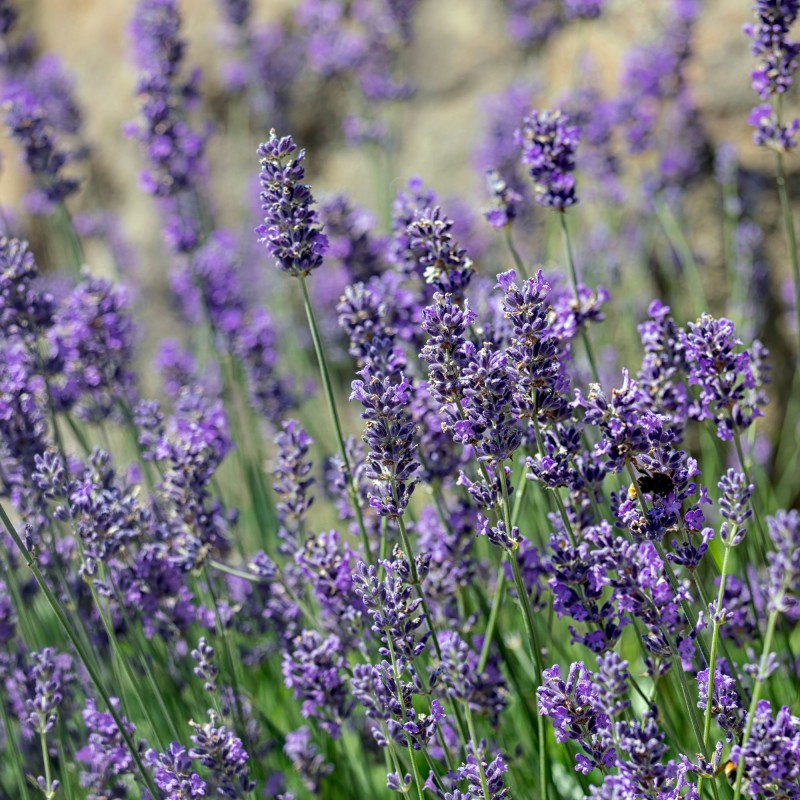 Lavanda Hidcote