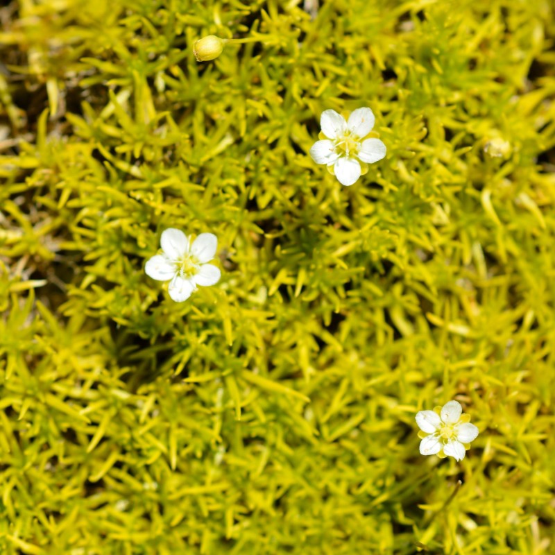 Sagina subulata Aurea