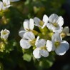 Arabis caucasica Schnehaube