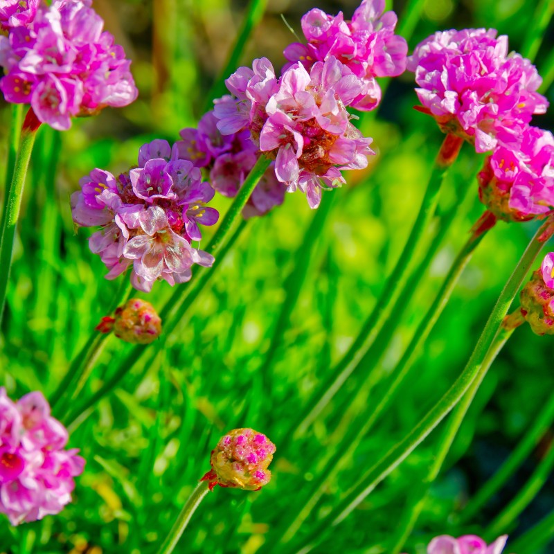 Armeria maritima splendens