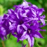 Clopotel Campanula glomerata Superba