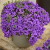 Clopotel Campanula glomerata Superba