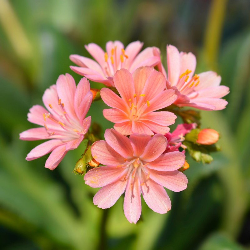 Lewisia Mountain Dream
