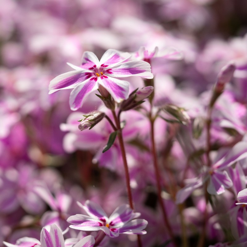 Brumarele Candy Stripe