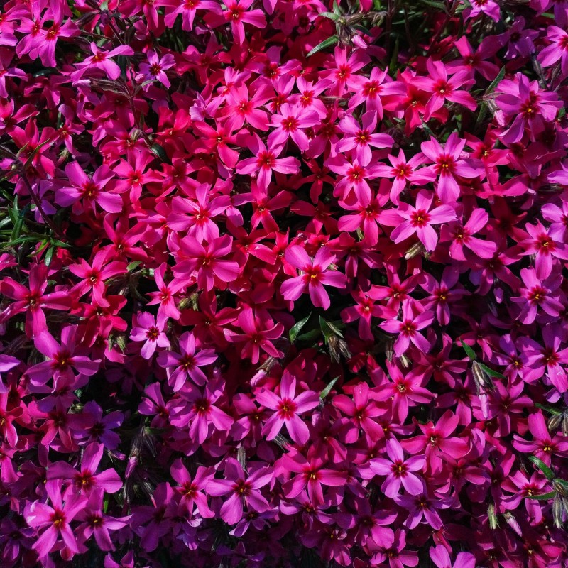 Brumarele Scarlet Flame