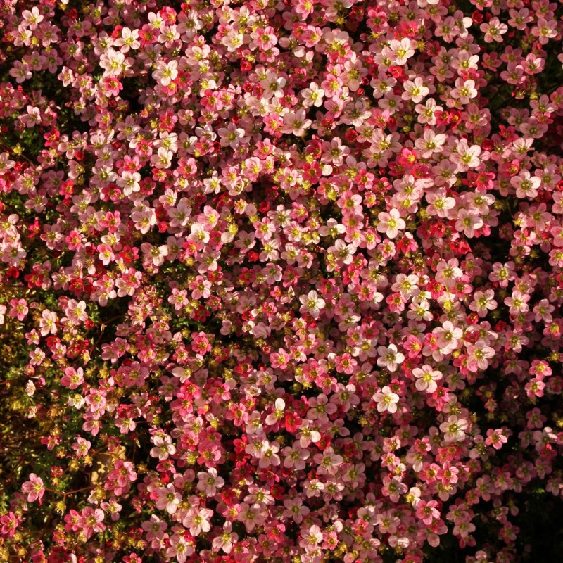Saxifraga arendsii Pixie