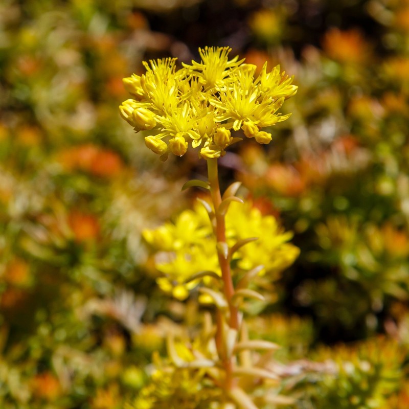 Sedum acre Aureum