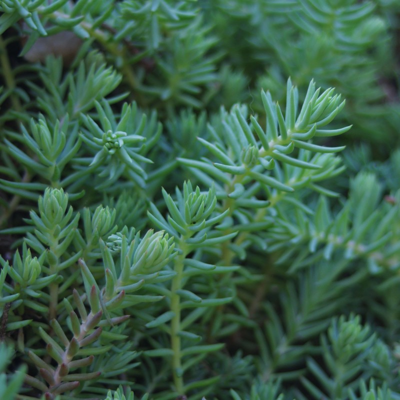 Sedum blue spruce