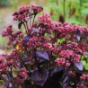 Sedum purple emperor