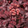 Sedum purple emperor