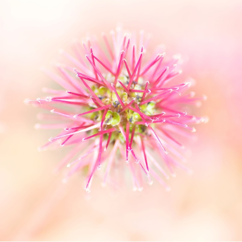 Acaena microphylla Kupferteppich