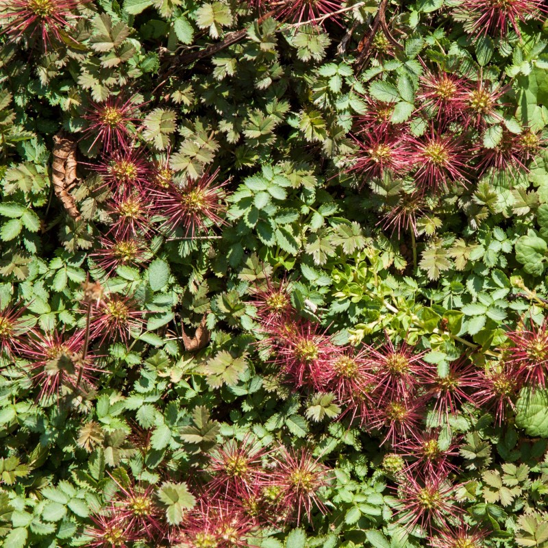 Acaena microphylla Kupferteppich