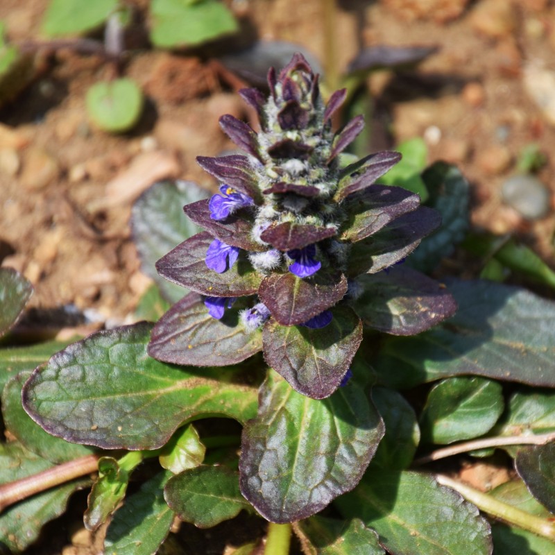 Ajuga reptans Catlins Giant