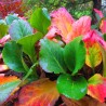 Bergenia cordifolia Red Beauty