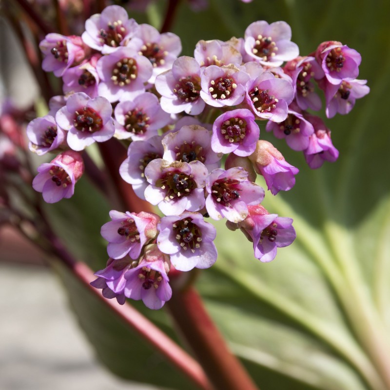 Bergenia cordifolia Bressingham Ruby
