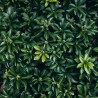 Pachysandra Green Carpet