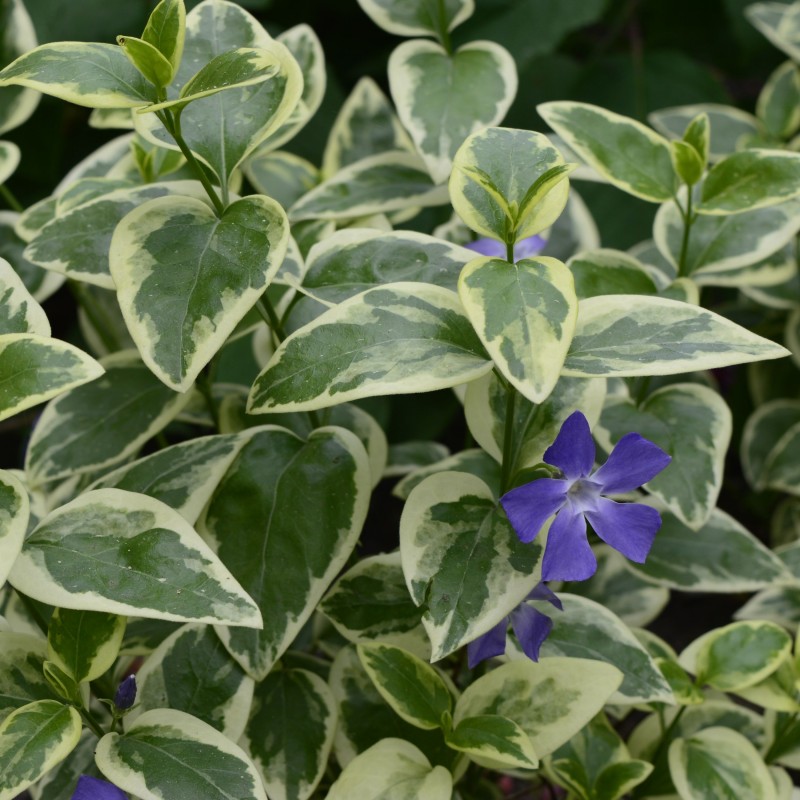 Vinca major Variegata