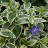 Vinca major Variegata