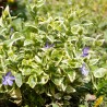 Saschiu Vinca Minor Aureovariegata