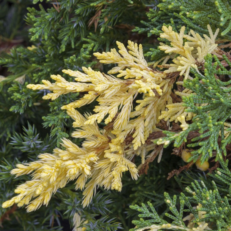Ienupar tarator Expensa Variegata