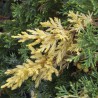 Ienupar tarator Expensa Variegata