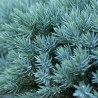 Juniperus Blue Star