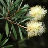 Callistemon pallidus White
