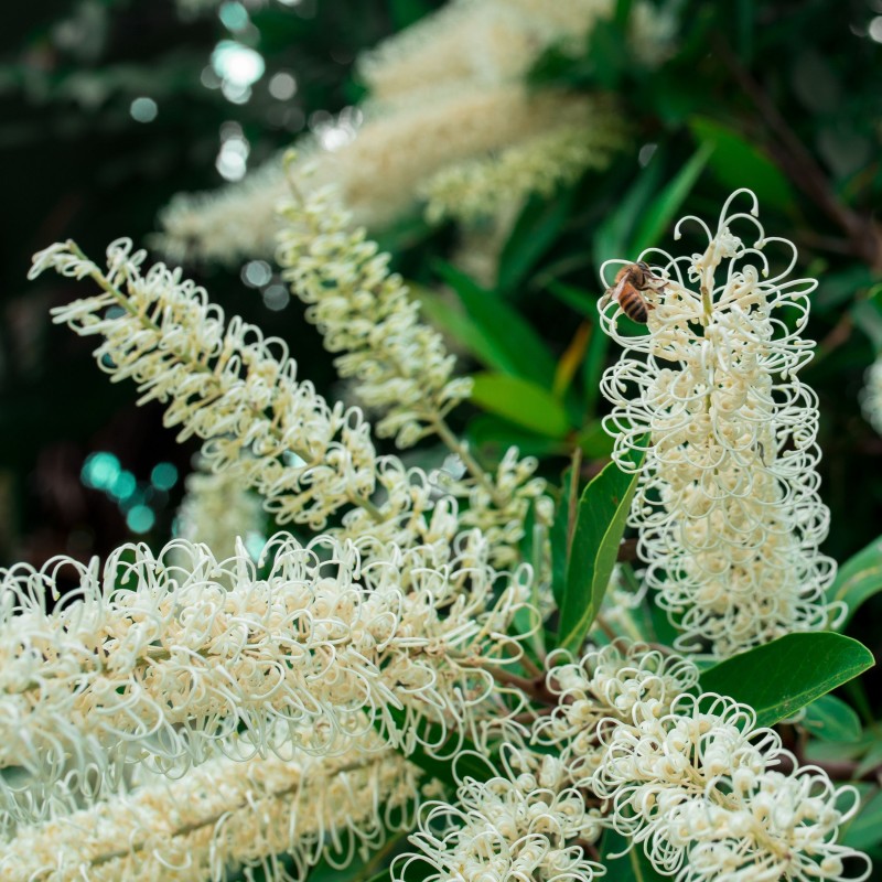Callistemon pallidus White
