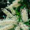 Callistemon pallidus White