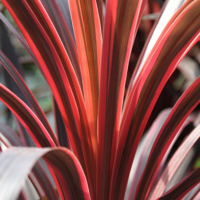 Cordyline australis Red...
