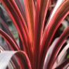 Cordyline australis Red Sensation