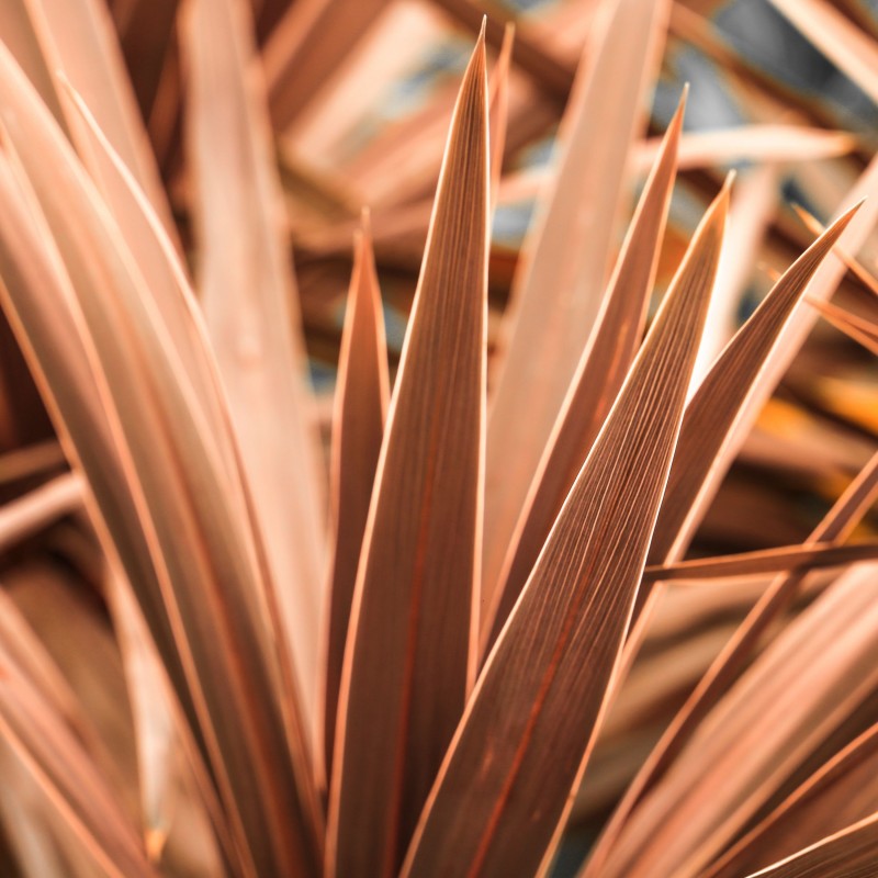 Cordyline australis Red Sensation