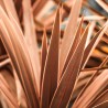 Cordyline australis Red Sensation