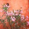 Leandru Provence