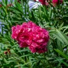 Leandru Rouge Double