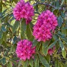 Leandru Splendens