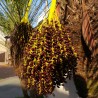 Palmier Phoenix roebelinii