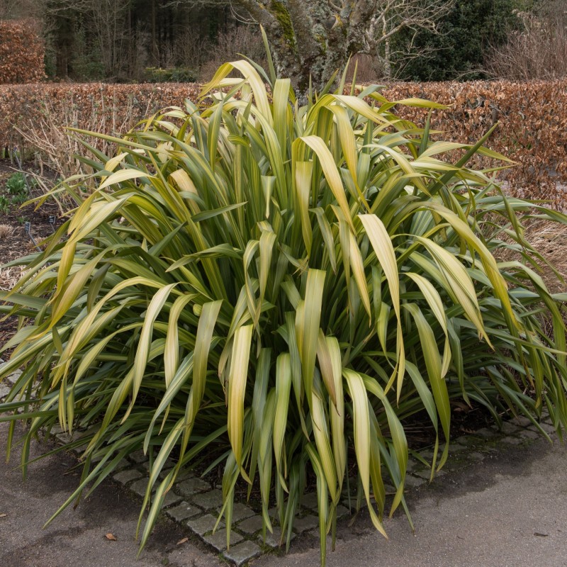 Phormium Yellow Wave
