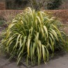 Phormium Yellow Wave