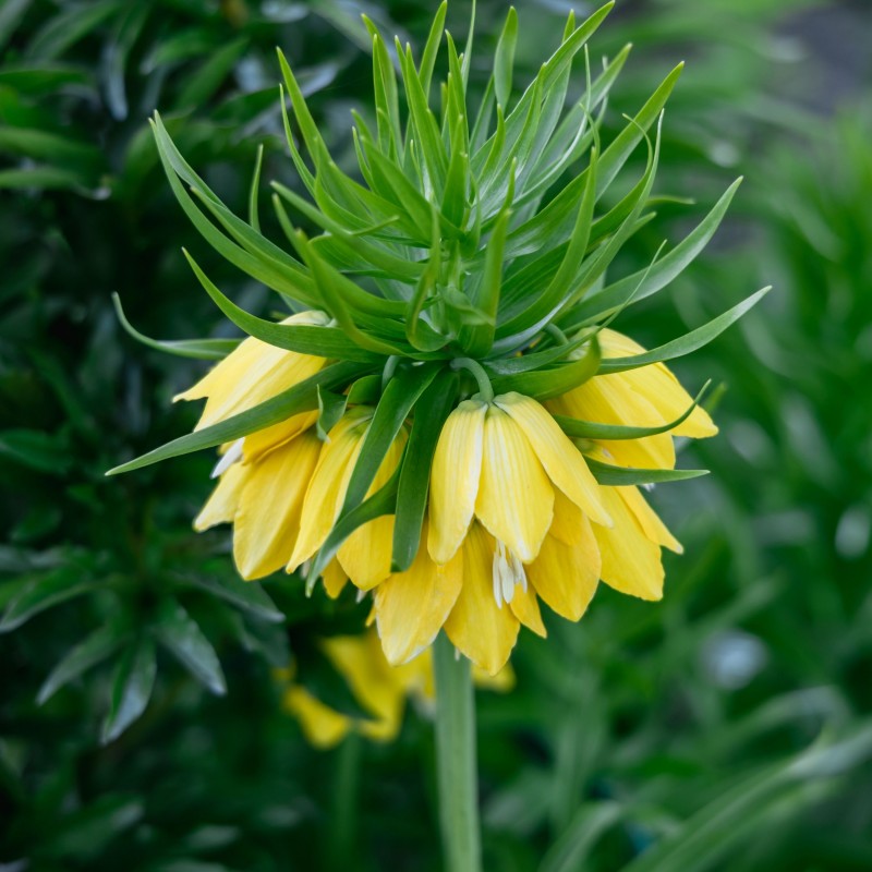 Fritillaria Lutea