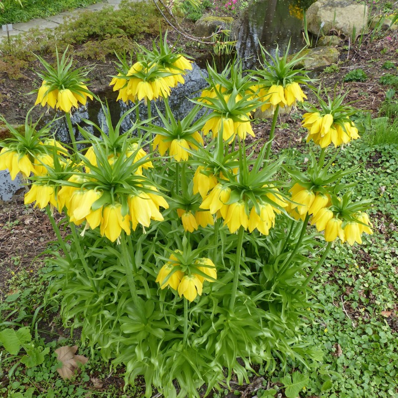Fritillaria Lutea