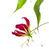 Gloriosa Rotschildiana