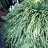 Iarba Japoneza Albostriata