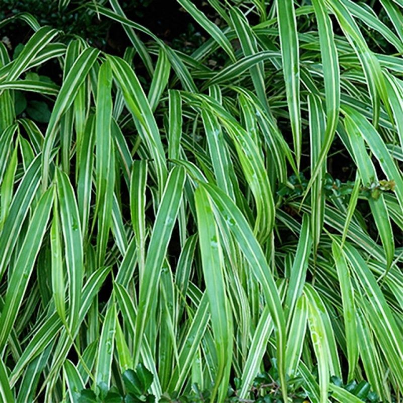 Iarba Japoneza Albostriata