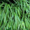 Iarba Japoneza Albostriata