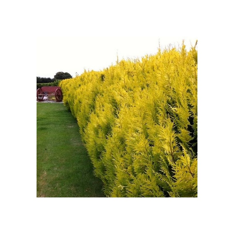 Chiparos leylandii Castlewelan Gold