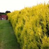 Chiparos leylandii Castlewelan Gold